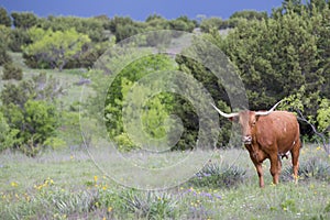 Single Texas longhorn