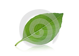 Single thai sweet basil leaf isolated on white
