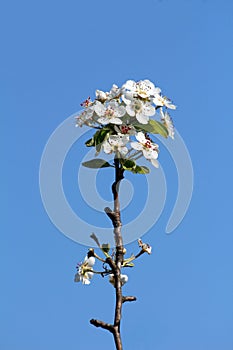 Single thin dark pear tree branch with clusters of densely growing small blooming flowers growing in local urban home orchard on