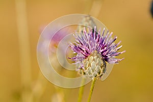 Single Thistle Flower in bloom in the field