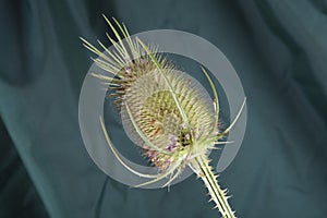 a single thistle stalk in front of a background of green curtains