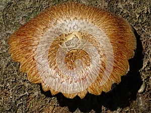 A single Tiger sawgill mushroom.