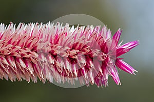 Single tip of a pink red blooming celosia argentea plant flower