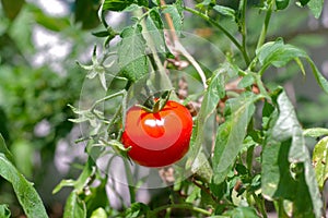 Single Tomato Plant