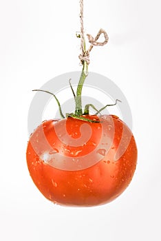 Single tomato on the white