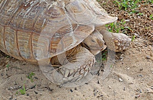 A single tortoise recoiling