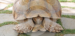 A single tortoise recoiling