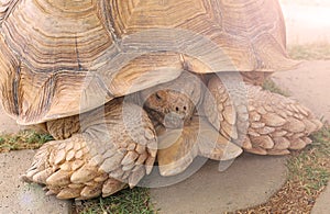 A single tortoise recoiling