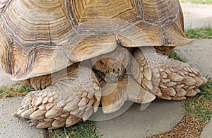 A single tortoise recoiling