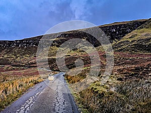 Single track road with lone sheep on the Isle of Raasay, Scotland