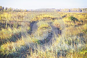 A single track in a yellow autumn field, as background