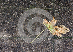 Single trampled broken withered leaf lying on paving