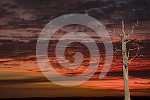 A single old dead tree in the sunset