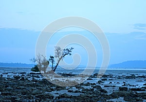 A Single Tree against Blue Sky at Twilight with Rocky Beach - Natural Landscape