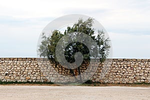 A single tree against a stone wall, cloudy sky