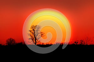 Single tree against sun rise back drop photo