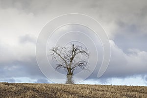 Single tree alone on farm field and sky storm clouds