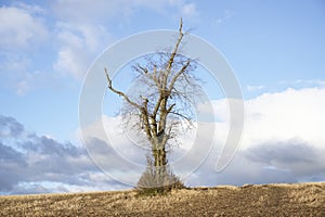 Single tree alone on farm field and sky storm clouds