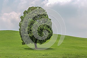 Single tree alone on field