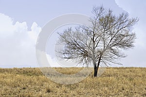 A single tree alone on the prairie