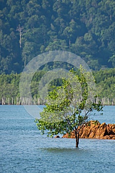 Single tree Alone in the sea