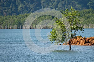 Single tree Alone in the sea