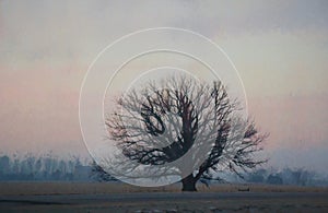 Single Tree Along Road at Dawn. Photo Art. Digital Art.