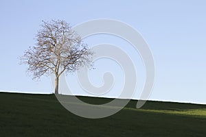 Single tree as a shilouette against a clear sky on a pasture in Odenwald Germany photo