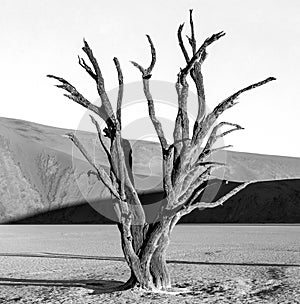 Single tree on the background of a beautiful dune. Black and white photography. Africa. Landscapes of Namibia. Sossusvlei.