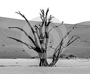 Single tree on the background of a beautiful dune. Black and white photography. Africa. Landscapes of Namibia. Sossusvlei