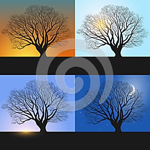 Single tree, Banners showing day sequence - morning, noon, evening and night. photo