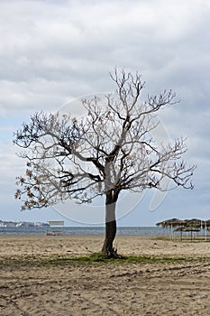 Single tree on the beach with a cloudy sky in the background. A lonely tree on the beach with a cloudy sky in the background