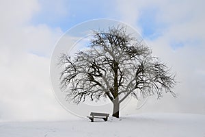 Single tree with bench and snow
