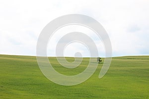 Single tree on the big green field in Tuscany, Italy