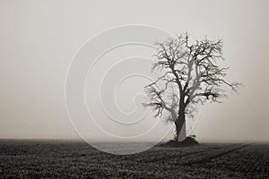 Single tree in bleak landscape with strong fog