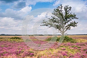 Single tree in the blooming heath fields of National Park Dwingelderveld photo