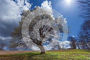 Single tree on blossoming meadow in idyllic hillside