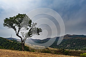 Single Tree - Blue Sky and Green Earth Mountains