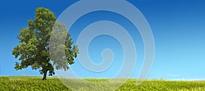 Single tree blue sky sunny panorama landscape background