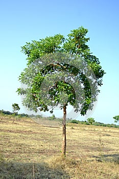 Single tree