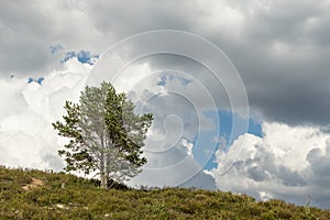 Single tree, blue sky and white clouds.