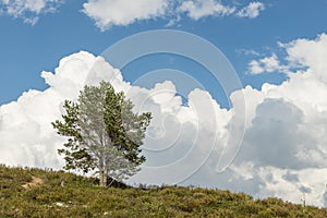 Single tree, blue sky and white clouds.