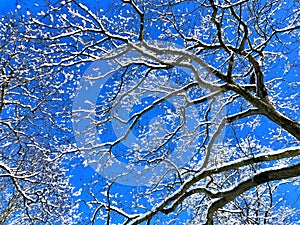 Tree branches covered snow with blue sky background