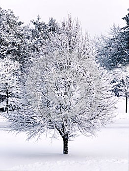 A single tree branches covered snow