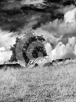 Single tree and a broken dry stone wall with dramatic clouds