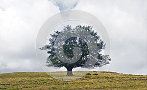 Single tree on a brownish meadow in the Vosges