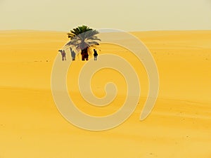 Single tree with camels eating