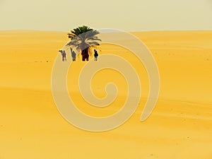 Single tree with camels eating photo