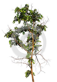 Single tree with clipping path