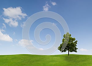 Single tree in countryside